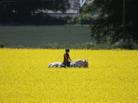 Equestrian Training 